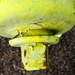Yellow Hydrant (edit)
