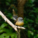 NZ Fantail by maureenpp