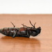Dead Ant by nickspicsnz
