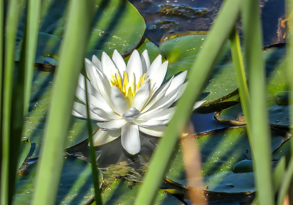 A water Lily in one of the dams. by ludwigsdiana