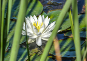 10th Mar 2018 - A water Lily in one of the dams.