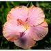 In The Pink... Hibiscus... by julzmaioro