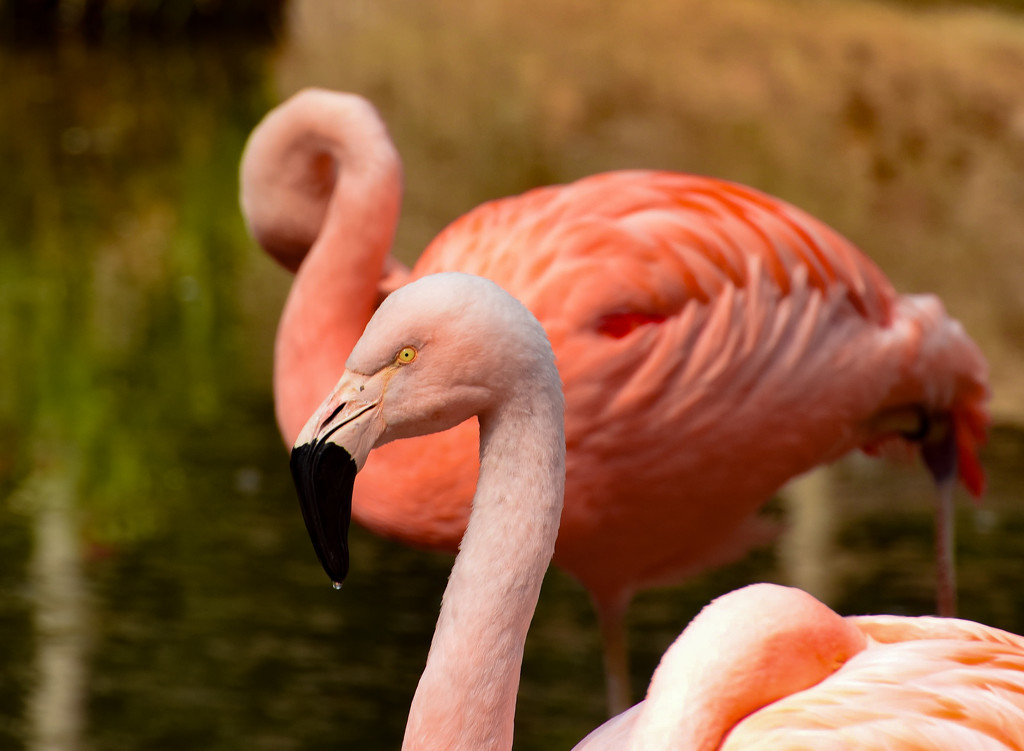 Flamingo Friday '18 08 by stray_shooter