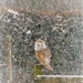 Barn owl by flowerfairyann