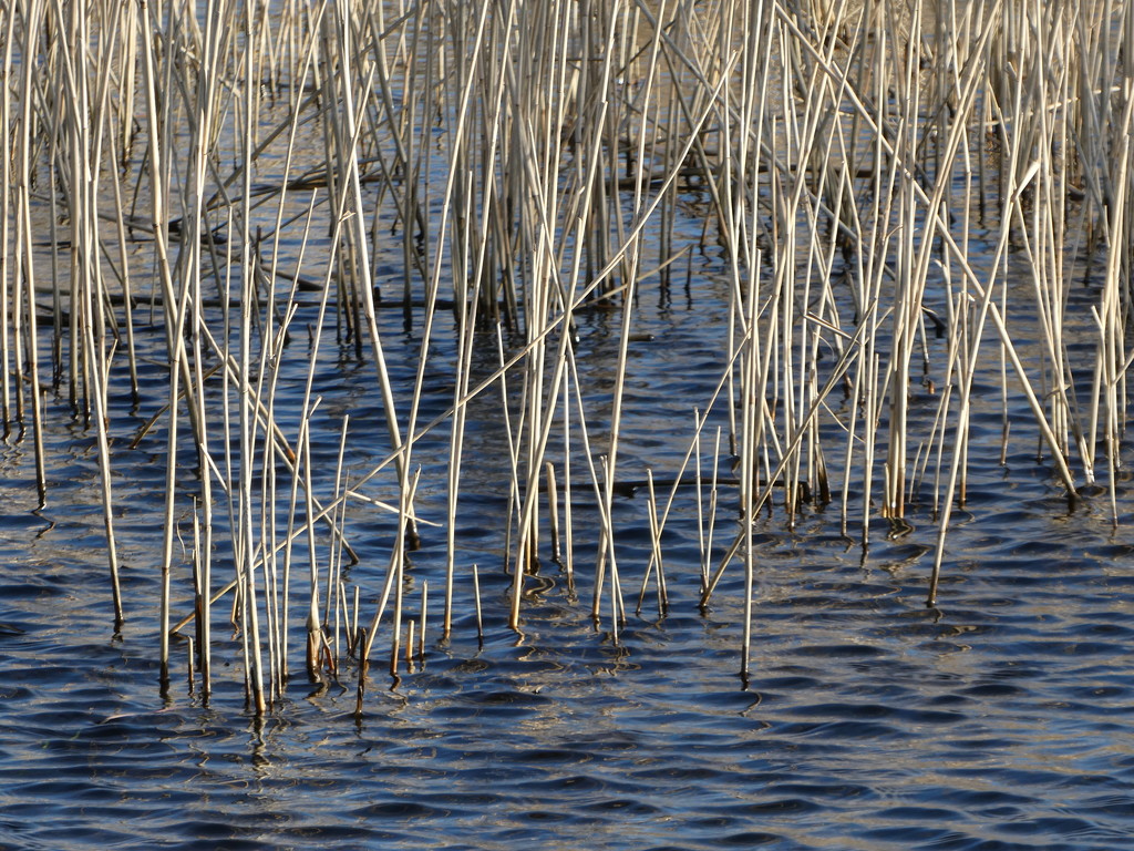 Reeds and ripples by flowerfairyann
