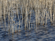 20th Feb 2018 - Reeds and ripples