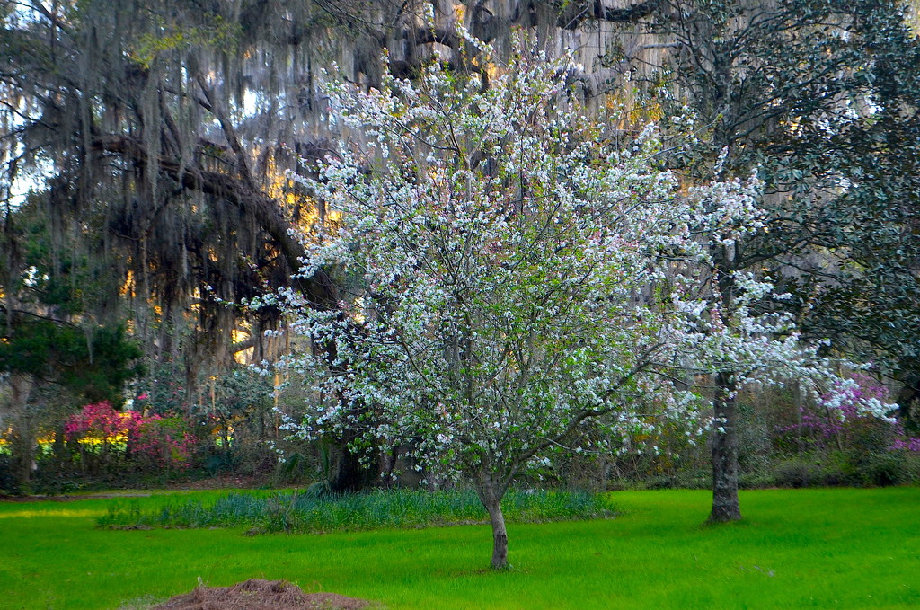 Flowering tree, Magnolia Gardens, Charleston, SC by congaree