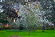 10th Mar 2018 - Flowering tree, Magnolia Gardens, Charleston, SC