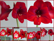 10th Mar 2018 - Last Year’s Amaryllis and a Second Flowering of this Year’s