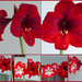 Last Year’s Amaryllis and a Second Flowering of this Year’s by foxes37