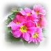 Pink Primroses ,  by beryl