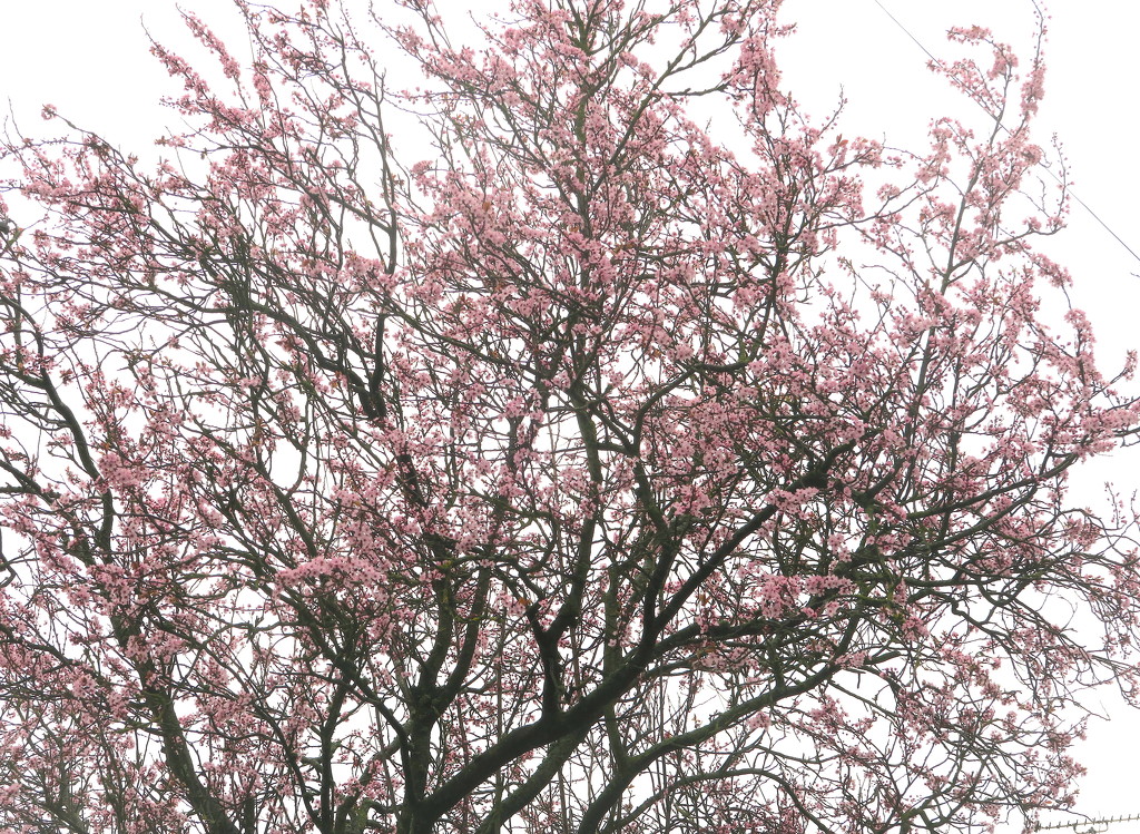 Blossoming Blossom by davemockford