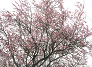 10th Mar 2018 - Blossoming Blossom