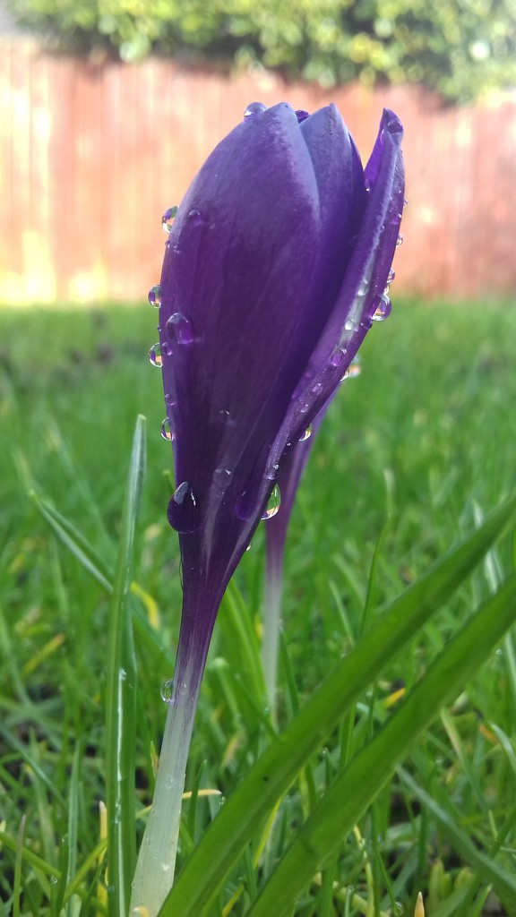 67. Crocus droplets by dragey74