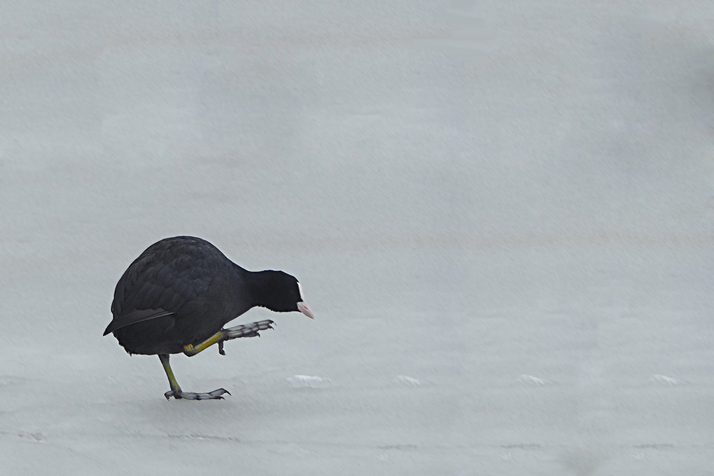 coot on ice by helenhall