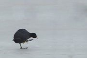 9th Mar 2018 - coot on ice