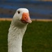 goose by ianmetcalfe