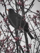 9th Mar 2018 - Blackbird in Winter Flowering Cherry