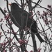 Blackbird in Winter Flowering Cherry by mattjcuk