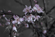 10th Mar 2018 - Blossoms