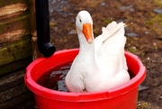 10th Mar 2018 - Just a goose in a bucket