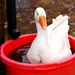 Just a goose in a bucket by christophercox