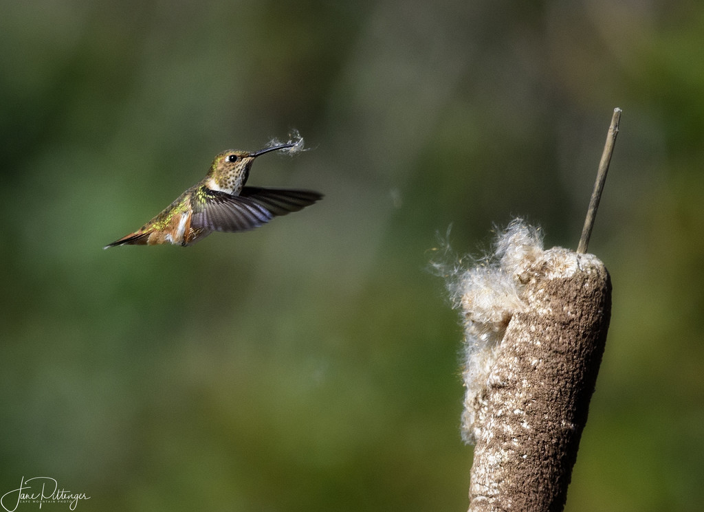 Rufous Hummingbird Gathering Nesting Materials  by jgpittenger