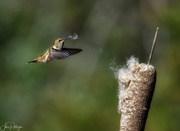 11th Mar 2018 - Rufous Hummingbird Gathering Nesting Materials 