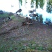 A noisy bunch of ducks by bruni