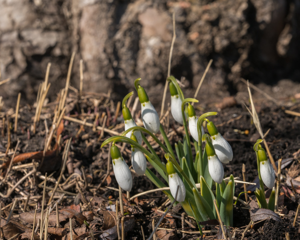 Giant Snowdrops by a tree by rminer