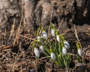 10th Mar 2018 - Giant Snowdrops by a tree