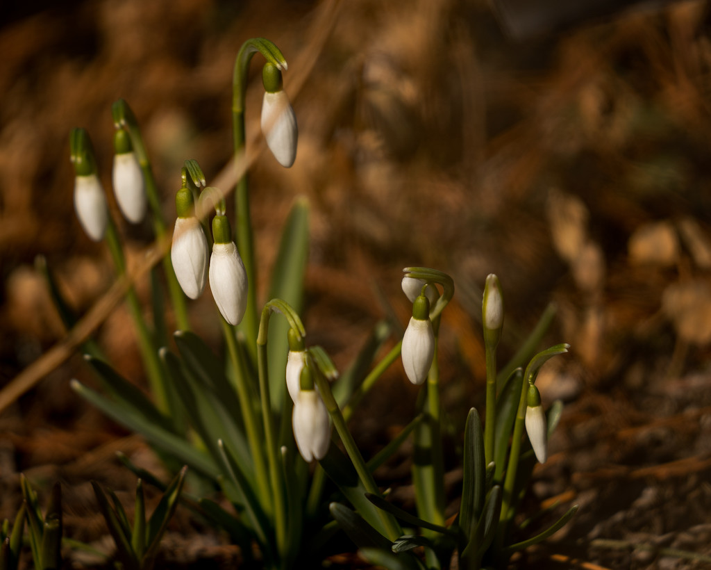 Snowdrops Ground View by rminer