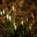 Snowdrops Ground View by rminer