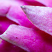 Pink - Dragon Fruit by nicolecampbell