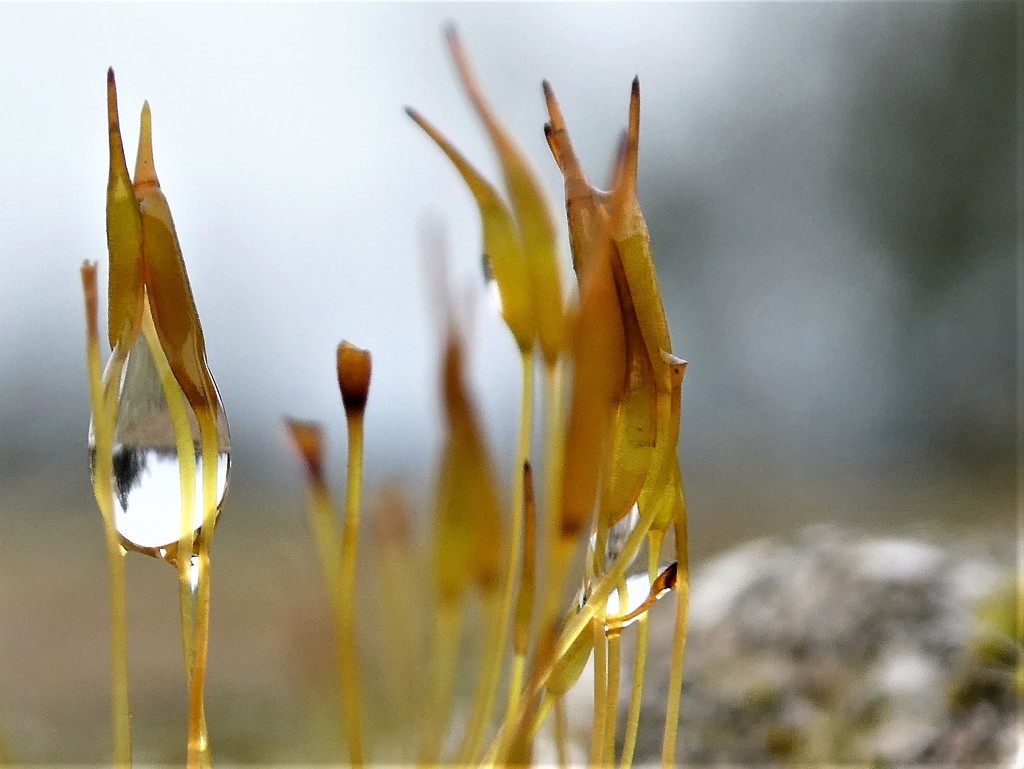 Moss and raindrops by flowerfairyann