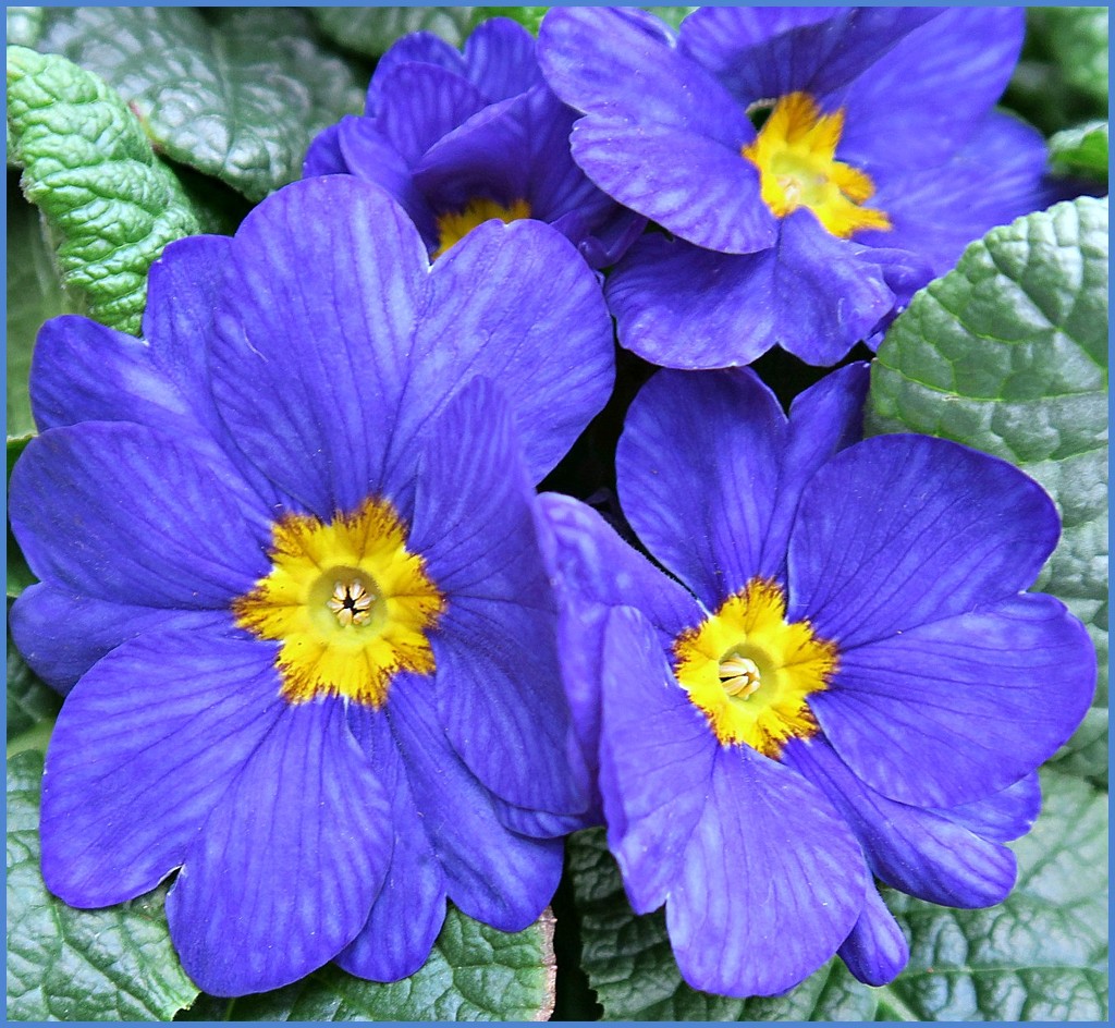 Blue Primula. by wendyfrost