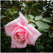 Pink rose by kerenmcsweeney