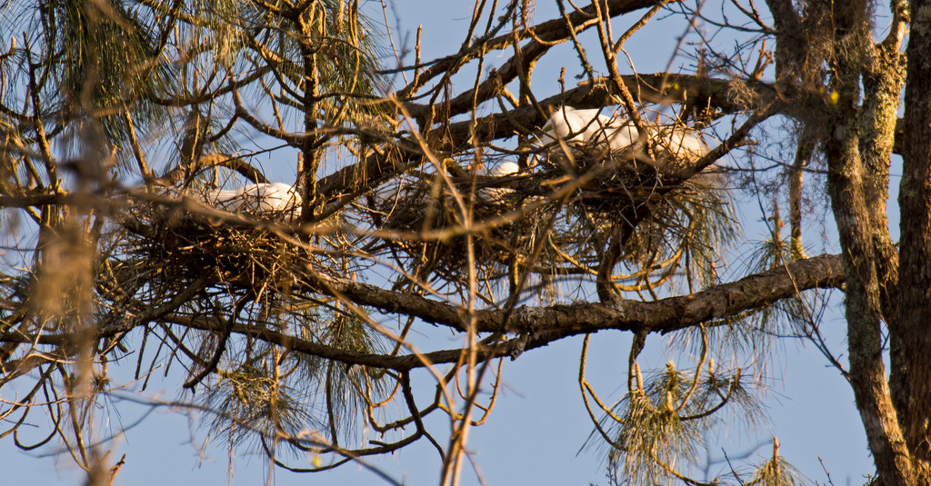 The Egrets are Resting on the Nest! by rickster549