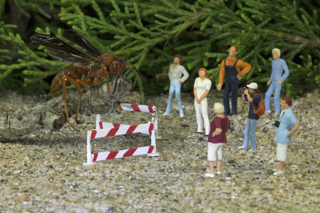 Red Wasp Exhibit by gaylewood