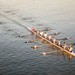 Rowers by nicolecampbell
