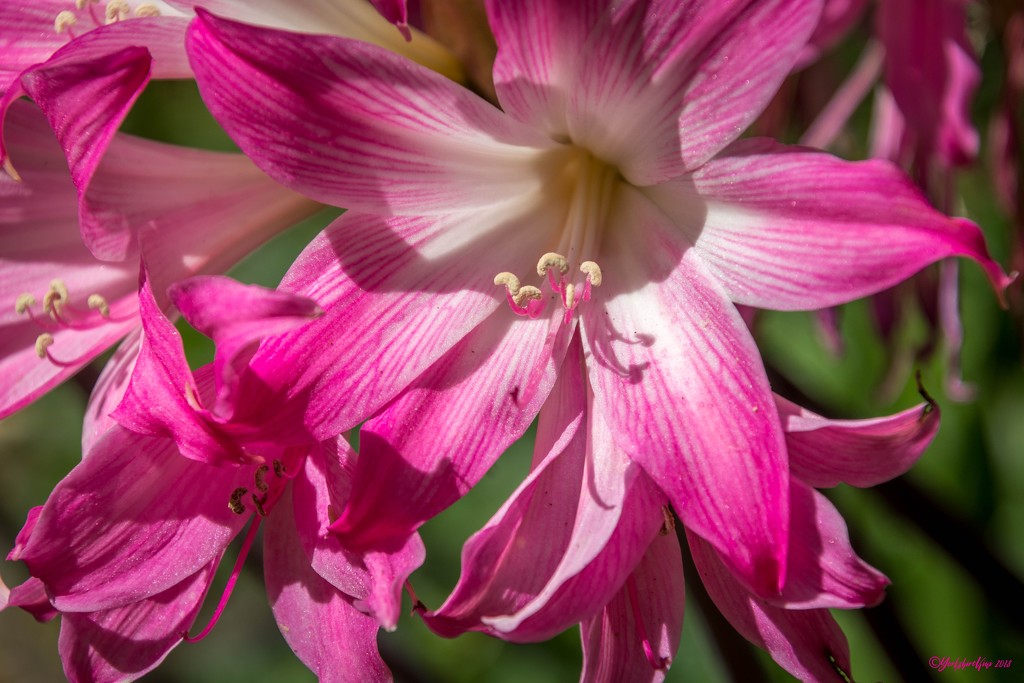 Amaryllis belladonna by yorkshirekiwi