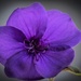 Purple - 2 by susie1205