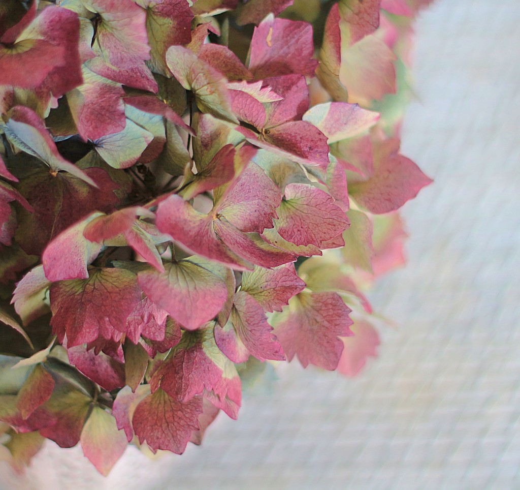 Pink leaves by kiwinanna