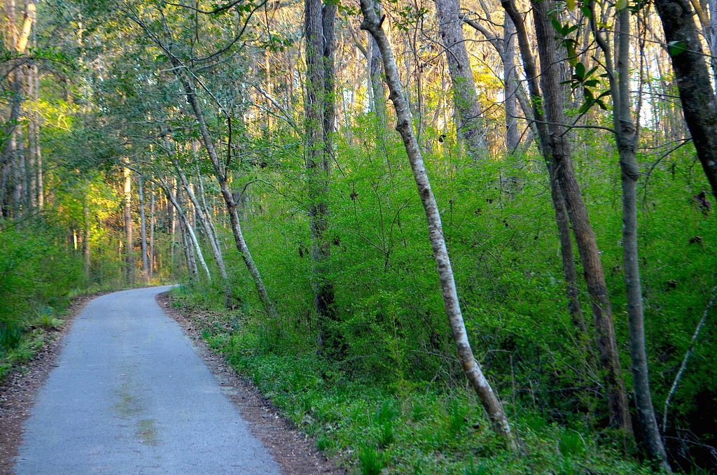 Spring path in the woods, Magnolia Gardens by congaree