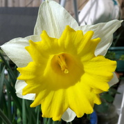 11th Mar 2018 - Daffodil