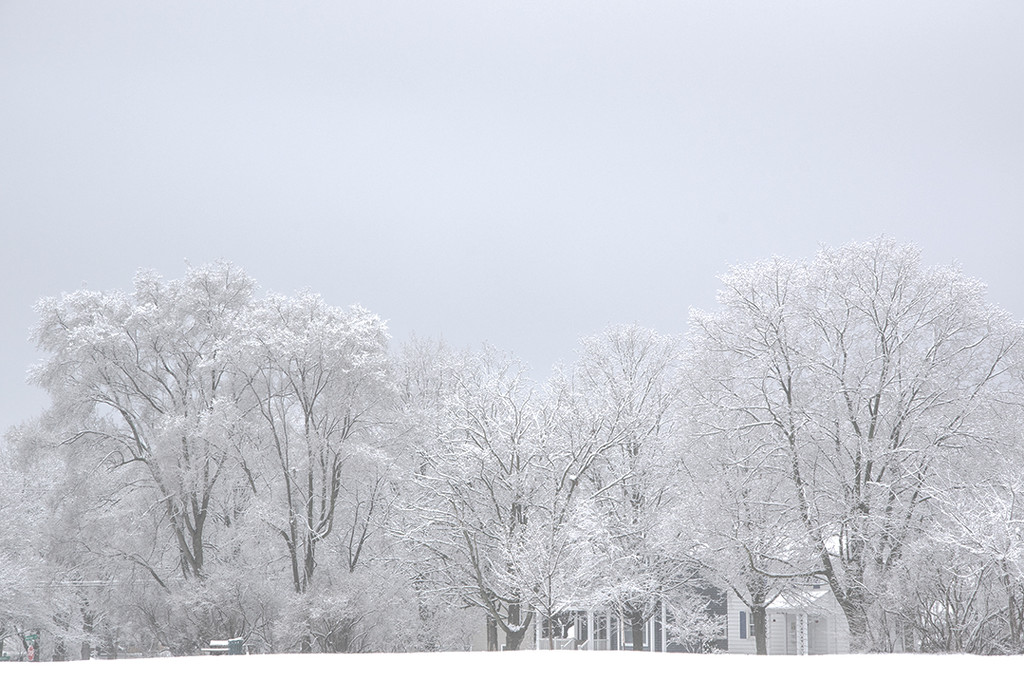 White Trees by houser934
