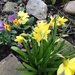 Spring flowers by 365projectmaxine