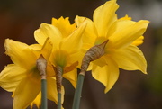 11th Mar 2018 - A trio of Daffodils....
