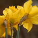 A trio of Daffodils.... by ziggy77