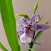 My Other New Orchid by susiemc